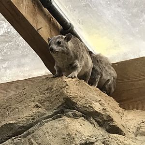 Arabian rock hyraxes 250318