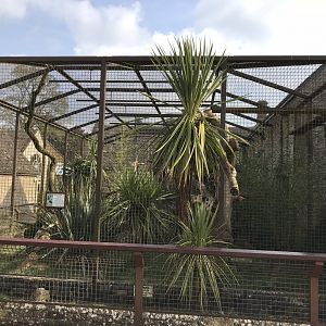 Malayan binturong exhibit 250318
