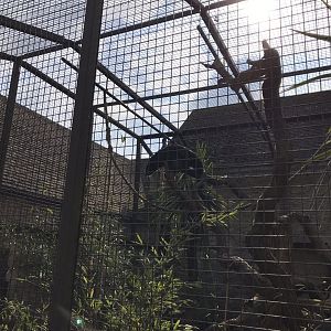 Malayan binturong 250318