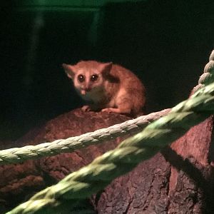 Grey mouse lemur 250318