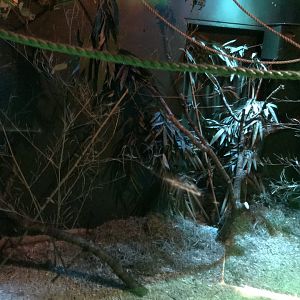 Grey mouse lemur exhibit 250318