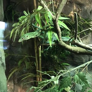 Emerald tree monitor 250318