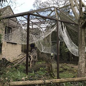 Siamang exhibit 250318