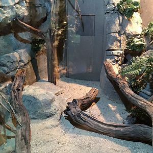 Spectacled cobra exhibit 250318