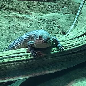 Gidgee skink (Egernia stokesii) 250318
