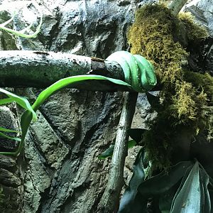 Green tree python (Morelia viridis) 250318