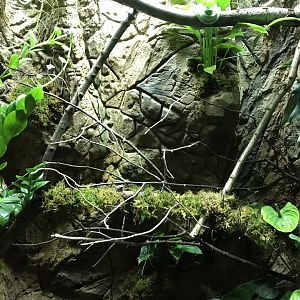 Green tree python exhibit 250318