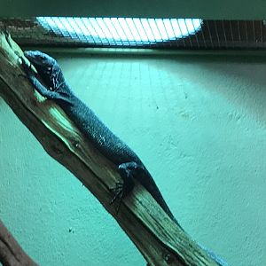 Black tree monitor 250318