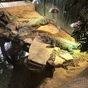 Morelet’s Crocodile 250318