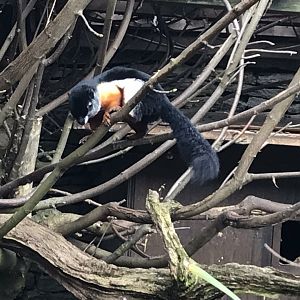 Prevost squirrel 250318