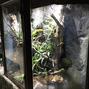 Dyeing dart frog exhibit 250318