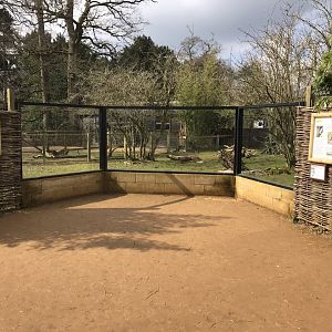 Giant anteater exhibit viewing window 250318