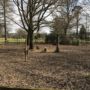 South American tapir and Capybara exhibit 250318