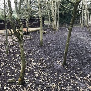 Visayan warty pig exhibit 250318