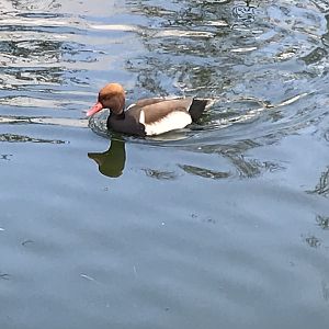 Red-crested pochard 250318