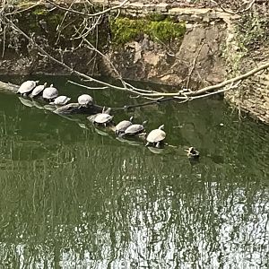 Red-eared sliders 250318