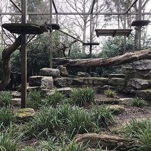 Clouded leopard exhibit 250318