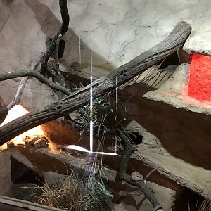 Little Africa - Gundi exhibit 250318