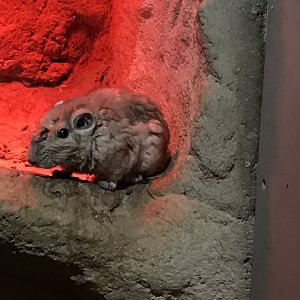 Little Africa - Gundi 250318