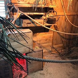 Little Africa - Neumann’s grass rat exhibit 250318