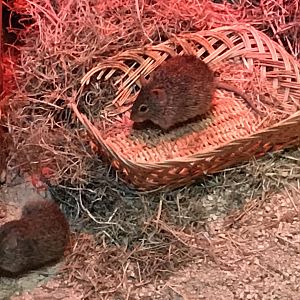 Little Africa - Neumann’s grass rats 250318