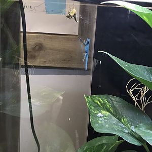 Little Africa - Electric blue gecko exhibit 250318