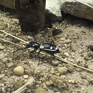 Little Africa - Egyptian tiger beetle 250318
