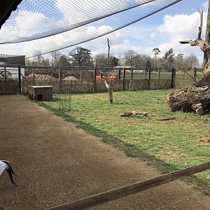 Little Africa - Blue/Stanley crane and Kirk’s dik-dik exhibit 250318