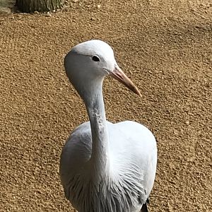 Little Africa - Blue/Stanley crane 250318