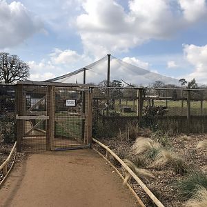 Little Africa - Blue/Stanley crane and Kirk’s dik-dik exhibit 250318