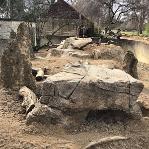 Dwarf mongoose and African crested porcupine exhibit 250318