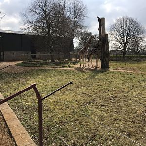 Giraffe exhibit 250318