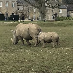 Southern white rhinoceroses 250318