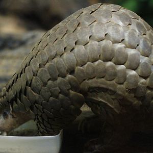 Chinese pangolin (Manis pentadactyla)