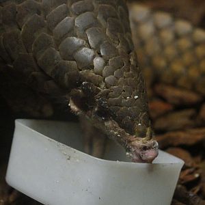 Chinese pangolin (Manis pentadactyla)