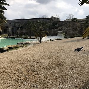 Humboldt penguin exhibit 250318