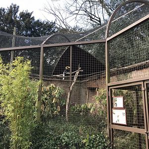 Great hornbill aviary 250318