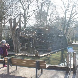 Hamadryas baboon-island