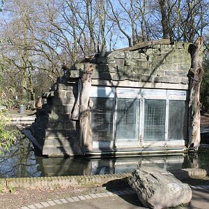 Indoor-enclosure Hamadryas baboon