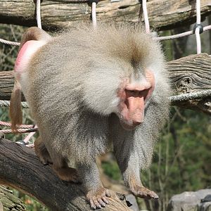 Hamadryas baboon - male