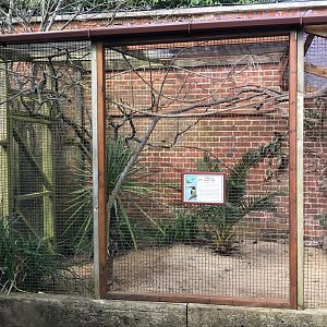 Green aracari outdoor aviary 250318