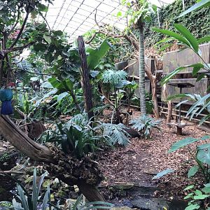 Tropical House 250318