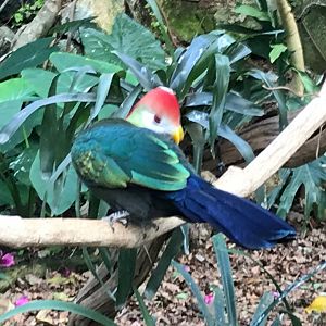 Red-crested turaco 250318