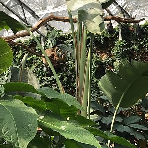 Linnaeus’ two-toed sloth in Tropical House 250318