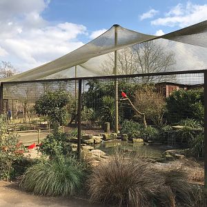 Walk-through aviary 250318