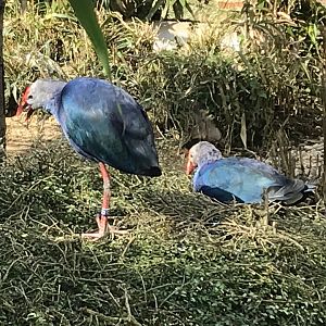 Purple swamphens 250318