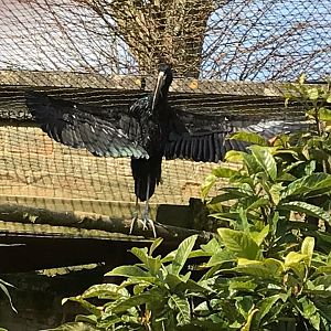 African openbill 250318