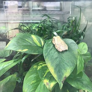 Leptopelis vermiculatus 250318