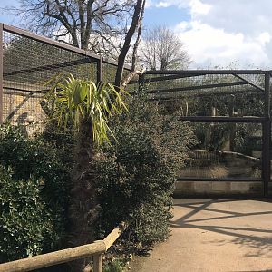 Crowned sifaka exhibit 250318