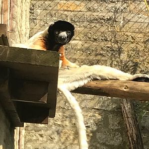 Crowned sifaka 250318